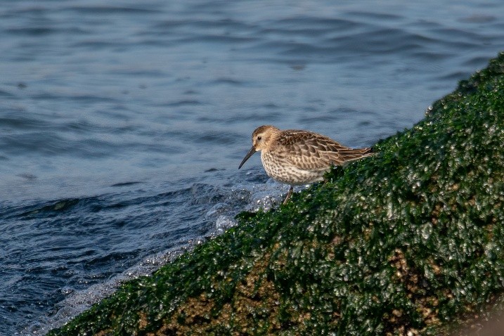 Bonte strandloper (Zuidpier Ijmuiden). Foto van Mark Bos.